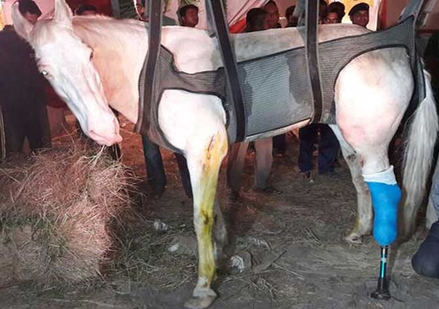 जिंदगी की जंग हार गया ‘शक्तिमान’, भाजपा के प्रदर्शन में हुआ था घायल