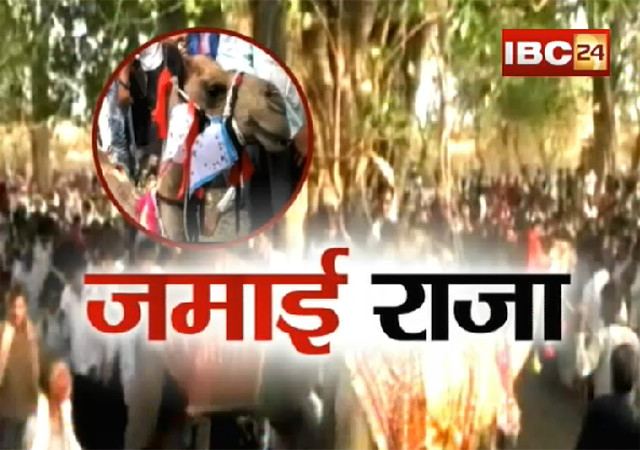 ऊंटों की अनोखी शादीः ‘गोपाल’ और ‘कल्लो’ की शादी में जमकर थिरके ग्रामीण, छपे थे निमंत्रण कार्ड