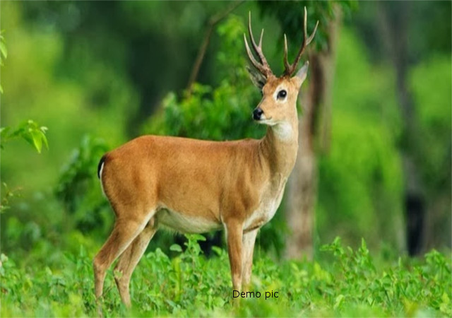 मरवाही वनमंडल में दो हिरणों की मौत