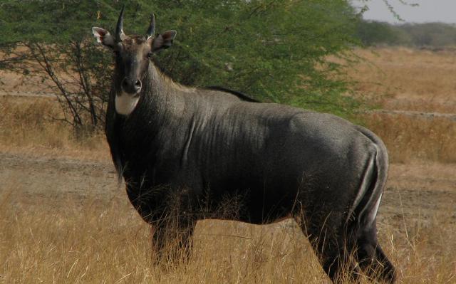 200  नीलगायों को गोली मारने के मामले में दो मंत्री आमने-सामने