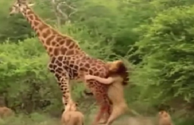 शेरों की टोली के बीच ज़िराफ.. VIDEO में देखें फिर क्या हुआ