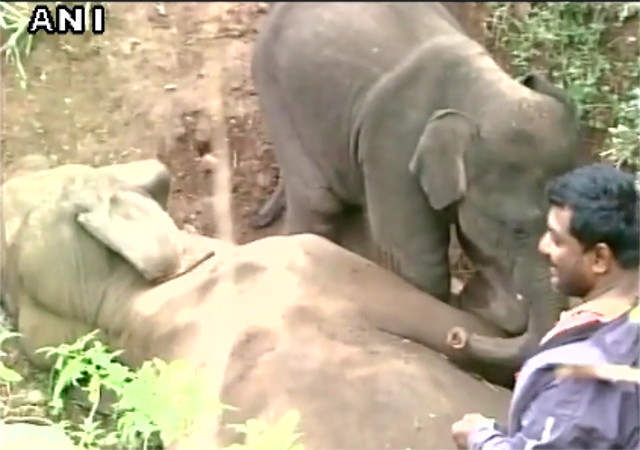 VIDEO: मृत मां को उठाने के लिए करीब 28 घंटे प्रयास करता रहा हाथी का बच्चा