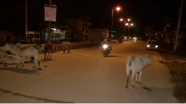 शहर की ट्रैफिक व्यवस्था लचर, सड़क पर लगी ‘गौशाला’