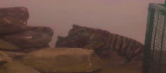 पन्ना: टाइगर रिजर्व में बाघिन ने दो शावकों को जन्म दिया