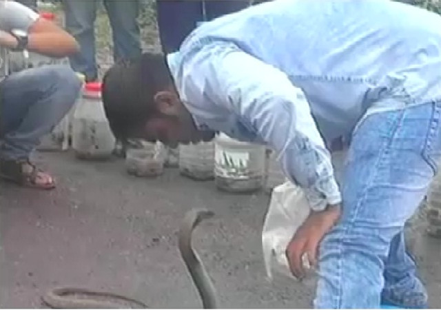 सांपों को चुटकियों में पकड़ता है यह शख्स