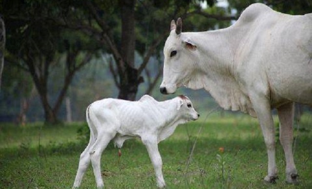 दारुल उलूम ने फतवा जारी किया, गोमूत्र से बने उप्ताद को बताया नाजायज़