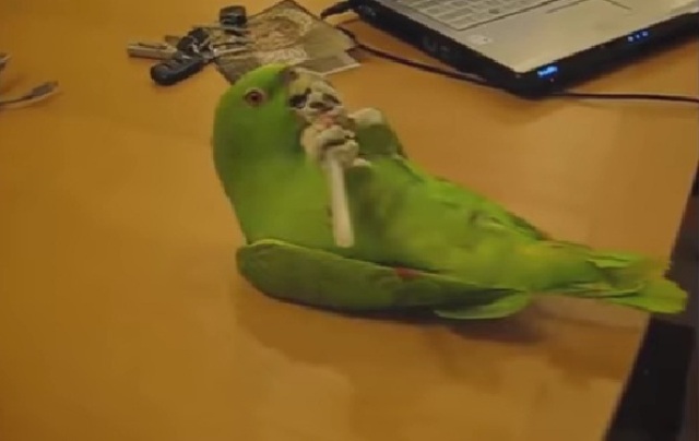 डांस, मस्ती, मिमिक्री सब खूबी है इसके अंदर… WATCH VIDEO