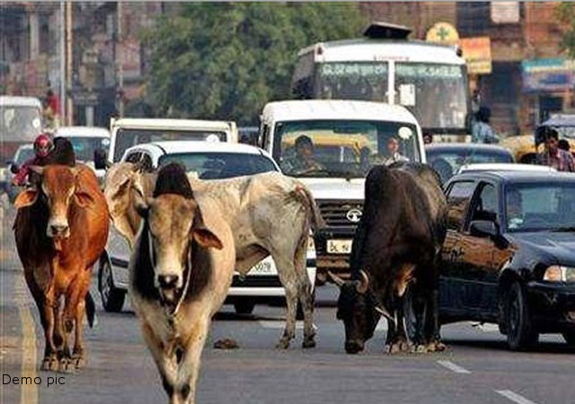 आवारा पशुओं के लिए चारागाह बनी राजधानी की सड़कें, दुर्घटनाओं को दे रहे न्यौता