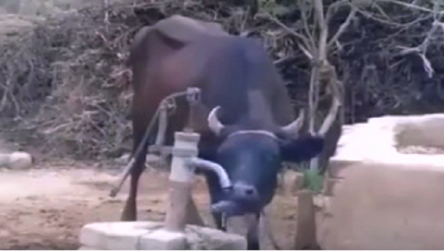 ये है talented गाय…WATCH VIDEO