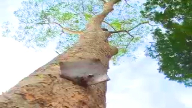 रायपुर में एयरपोर्ट रोड का होगा चौड़ीकरण, सड़क के दोनों किनारों के पे़ड़ काटे जाएंगे