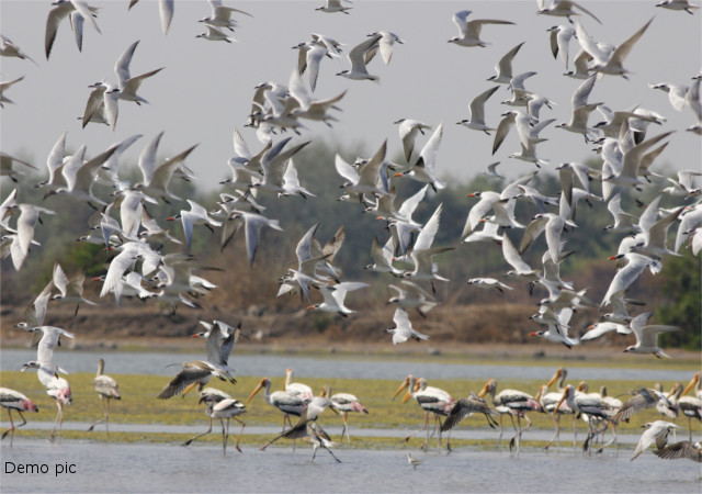 बर्ड काउंट इंडिया की तरफ से ई-बर्ड का हुआ आयोजन