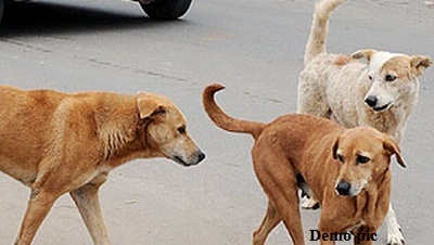 आवारा कुत्तों का खौफ, औसतन 10 डॉग बाइट के मामले आ रहे हैं सामने