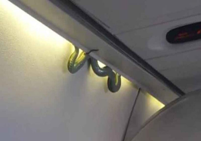 Watch: उड़ते फ्लाइट में दिखा सांप, फिर जानिए यात्रियों ने क्या किया