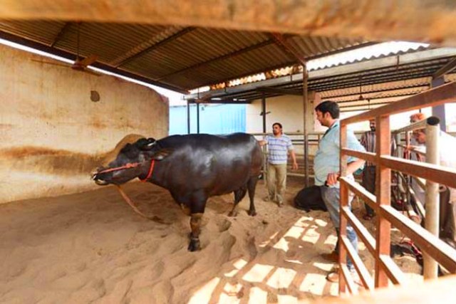 जयपुर: सुल्तान की कीमत 21 करोड़ रूपए तक लग गई…