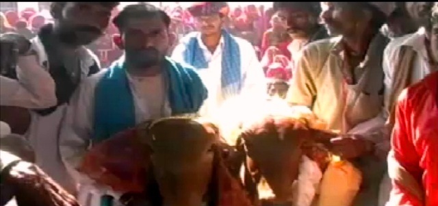 यहां कराई गई गाय-बैल की शादी…