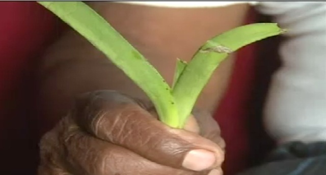 विशेष जड़ीबूटी की खोज का दावा, जिसे जीभ में रखने से रूक जाती है घायल के शरीर से खून की धार