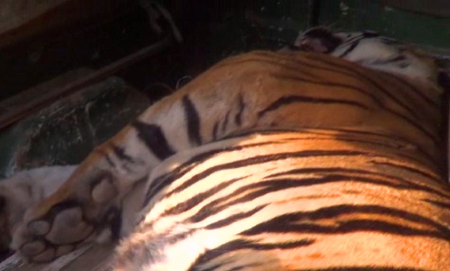 सतना: मझगवां रेलवे ट्रैक में एक मेल टाइगर की ट्रेन से टकराने से मौत…