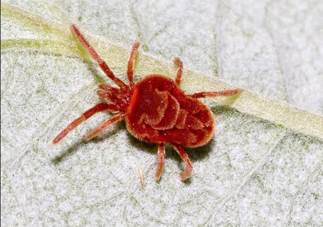 भोपाल में स्क्रब टाइफस नामक बीमारी का एक संदिग्ध मरीज आया सामने