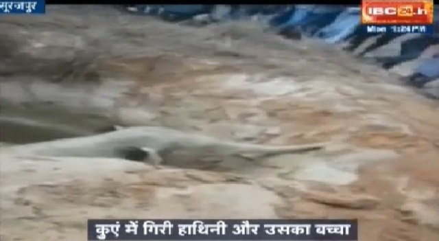 सूरजपुर: कुएं में गिरे हाथी के बच्चे और हथिनी को वन विभाग की टीम ने निकाला