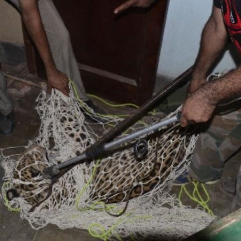 शहर में तेंदुए ने मचाया आतंक, वन विभाग ने किया काबू