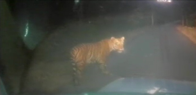 यहां सड़कों पर बाघ का घूमना आम बात तो नहीं