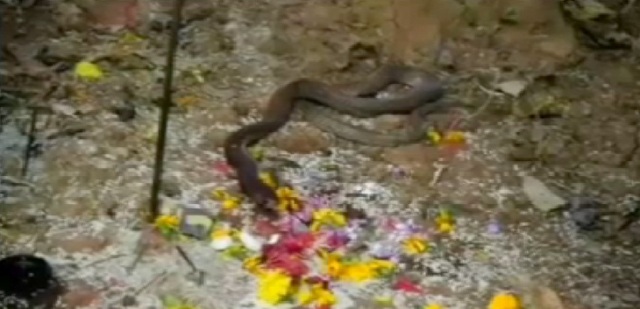 जानिए कहा दर्शन दे रहा इच्छाधारी नाग