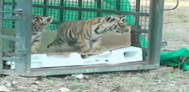 बाघ के अनाथ शावकों को जंगली बनाने का कार्य शुरू