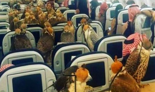 सऊदी अरब: 80 बाजों के लिए बुक कराई फ्लाइट की सीटें