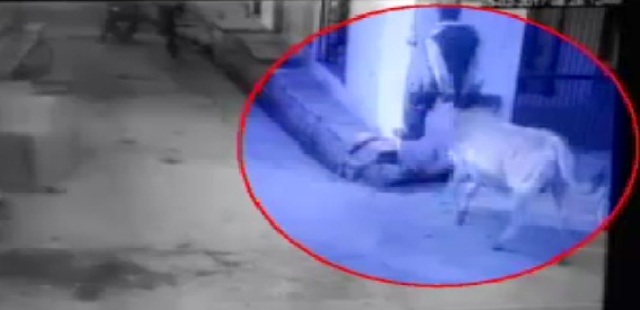 शिवपुरी: सांड ने बुजुर्ग शख्स को पटका