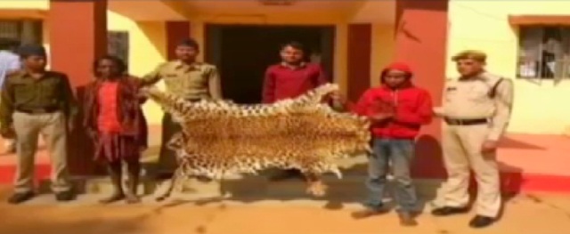 तेंदुए की खाल बेचने वाले शिकारियों को पुलिस ने किया गिरफ्तार