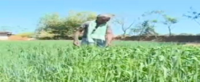 तापमान बढ़ने से गेहूं की फसल पर खतरा, किसानों की चिंता बढ़ी