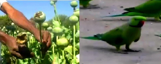 नशेड़ी तोते बने किसानों के लिए मुसीबत… must watch