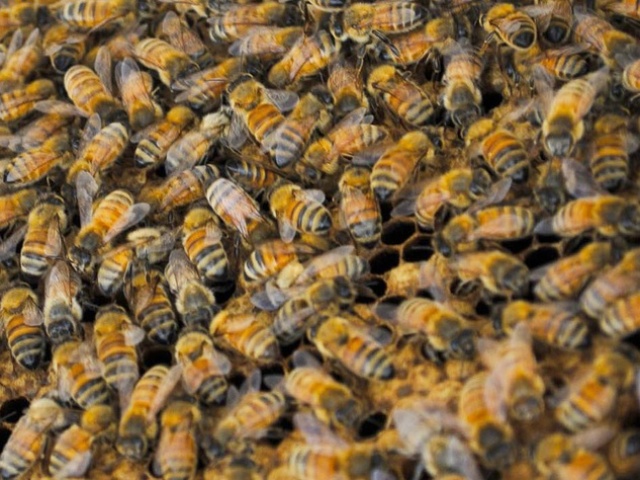मधुमक्खियों ने किया हमला, 12 लोग घायल