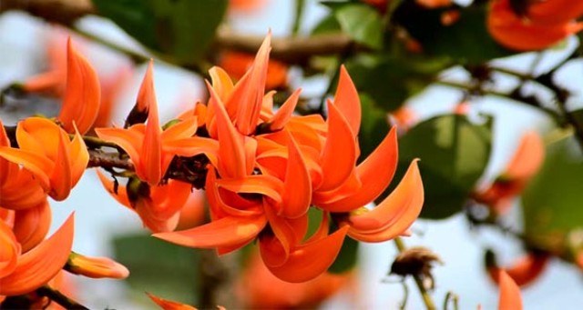 यहां आज भी फूलों से बनाया जाता है प्रकृतिक रंग