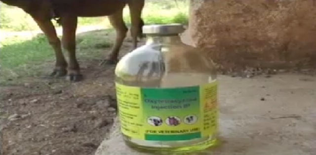 गायों के साथ क्रूरता, तेज़ाब डालकर मारने की कोशिश