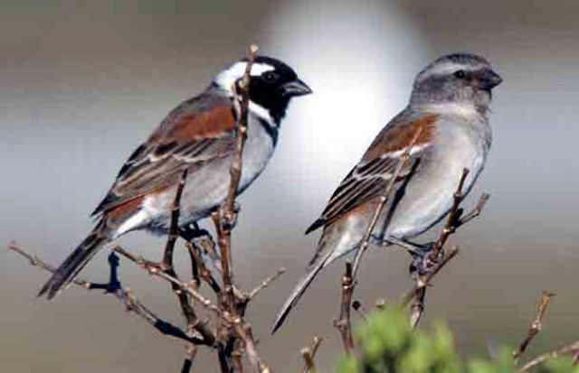 आंगन से गायब हो रही गौरैया…