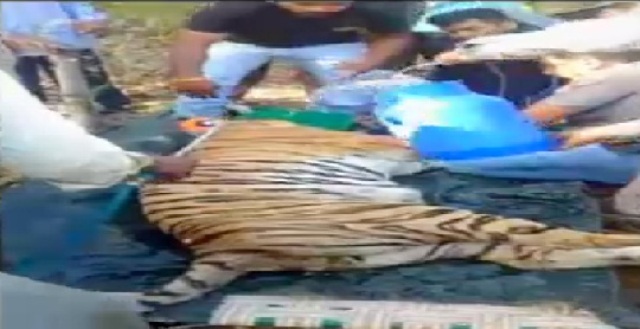 सिवनी: अरी वन इलाके में दहशत फैलाने वाले बाघ को वन विभाग की टीम ने पकड़ा