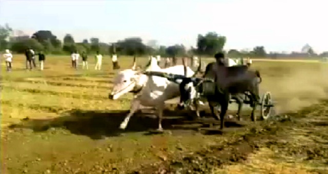 बैलगाड़ी दौड़ के नाम पर पशुओं पर अत्याचार …इनाम पाने के लालच में पशुओं से क्रूरता