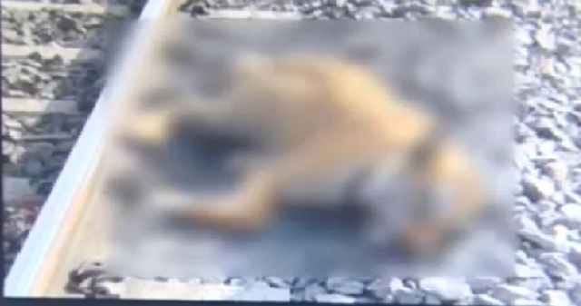 भोपाल: ट्रेन से कटकर फिर एक बाघ की मौत