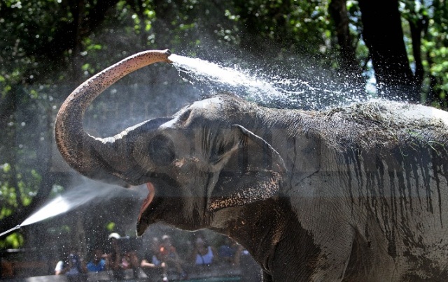 ग्वालियर: मौसम की तपिश का असर, तेज गर्मी से जानवर भी प्रभावित