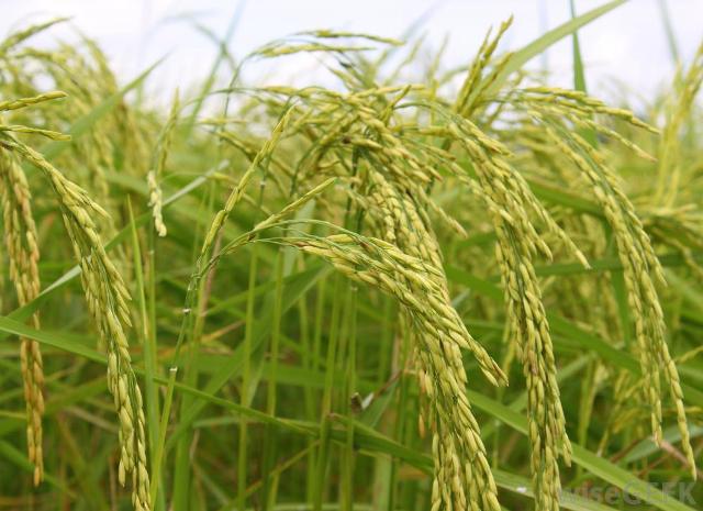 ग्रीष्मकालीन धान की खेती को माना जा रहा गांवों में जल संकट की वजह