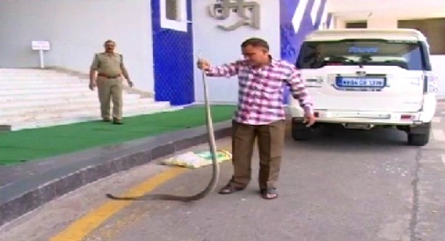 मध्यप्रदेश विधानसभा परिसर में 7 फीट लंबा सांप निकलने से मचा हड़कंप…