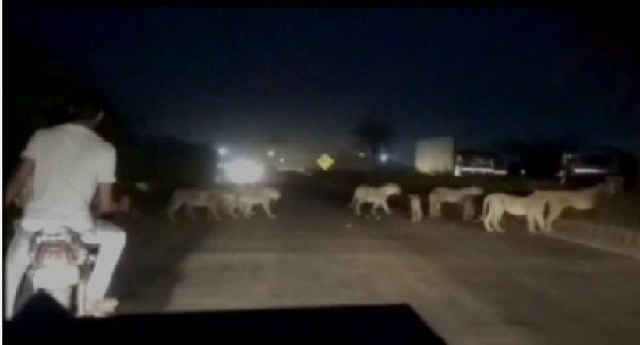 गिर के जंगलों से निकल शेरों का झुंड  …जब सड़क पर आ पहुंचा
