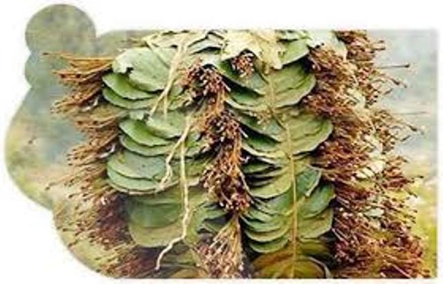 छत्तीसगढ़ में तेंदूपत्ता संग्राहकों को मिलेगा 1 हजार रुपए नगद बोनस, CM रमन ने किया ऐलान