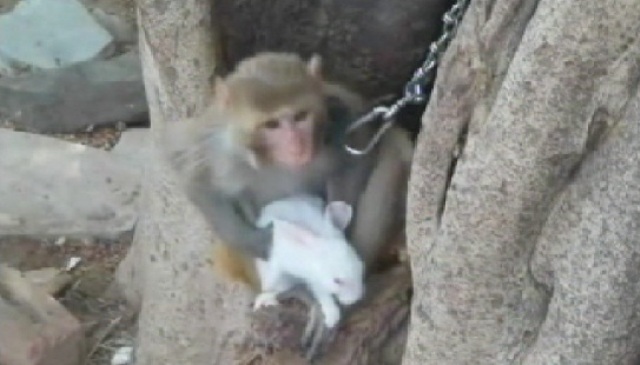 धरमपुरी में रानी और पैंथर की धमाचौकड़ी…