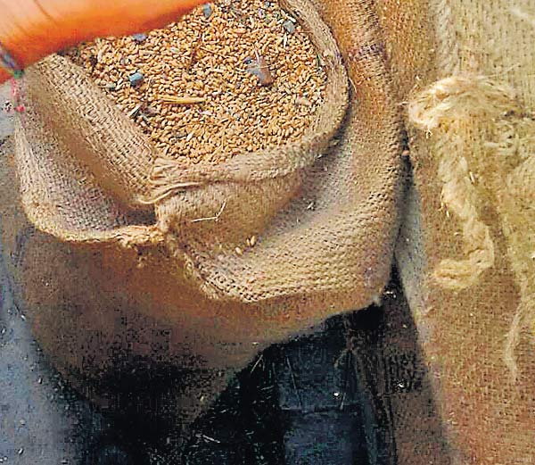 गेहूं का बड़ा घोटाला ..बोरे में मिले 5 से 10 किलो पत्थर