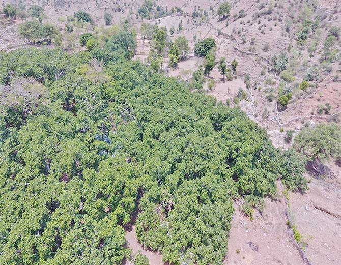 अद्भुत, 16 बीघा क्षेत्र में फैला है यह बरगद का पेड़, अकेले पेड़ ने बना दिया जंगल