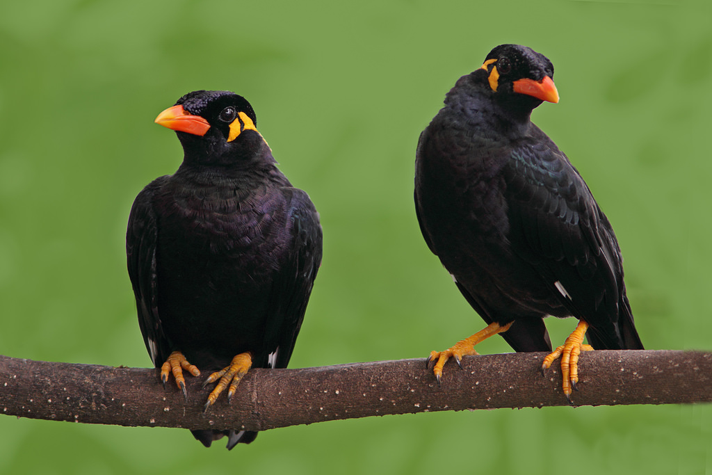 कांगेर नेशनल पार्क से जगदलपुर वन विद्यालय लाई गई दो पहाड़ी मैना