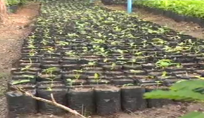 दो जुलाई को 6 करोड़ पौधे लगाकर मप्र रचेगा इतिहास, CM ने की तैयारियों की समीक्षा