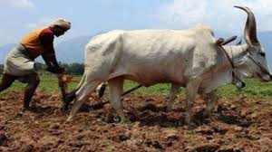 छग : किसानों के हक के लिए प्रदेशभर में कांग्रेस का सत्याग्रह